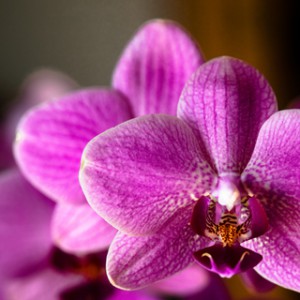 Ein wahrer Blickfang - die Orchidee 