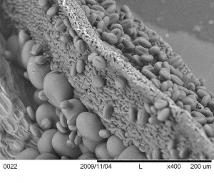 Pollen unter dem Mikroskop